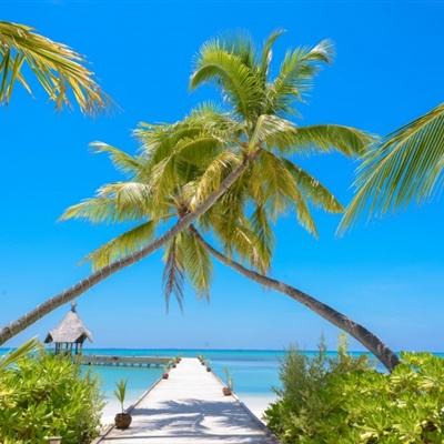 玉米期货连续第三天下跌 美国或迎丰产