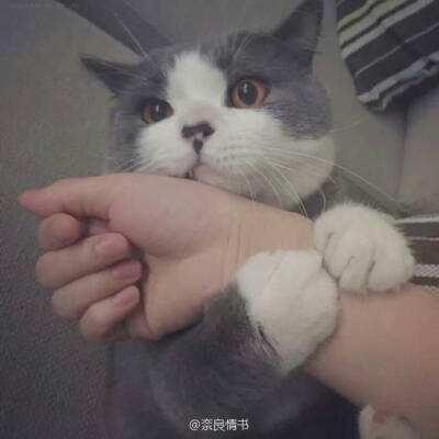 刺杀国王2