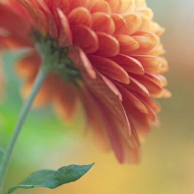 刀锋不卷刃 战旗别样红——陆军第七十五集团军某营“白刃格斗英雄连”