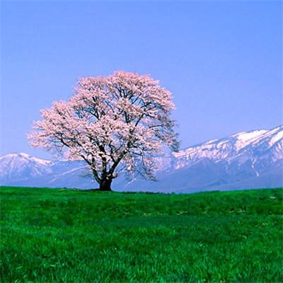 麻豆传煤入口直接进入