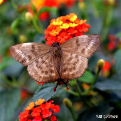 孤独的吸血少女
