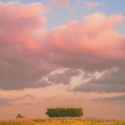 桃红色世界在线看