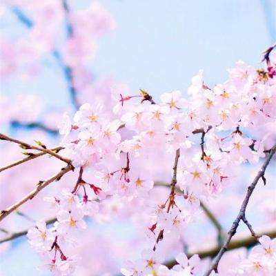 “亚洲第一美男”近况曝光:没有父母,没上过学,没有妻子,没有儿女,迷倒林青霞,却一生孤独