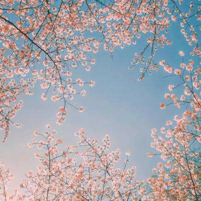 “年画重回春节”——走进苏州桃花坞木刻年画社