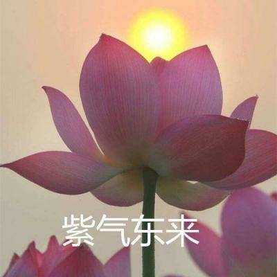 如何评价《崩坏:星穹铁道》8 月 4 日更新的忘却之庭混沌回忆:博徒困境?